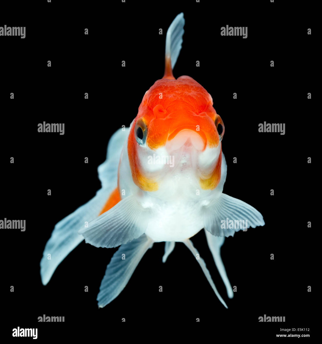 Oranda Goldfish Isolated On Black High Quality Studio Shot Manually Removed From Background So The Finnage Is Complete Stock Photo
