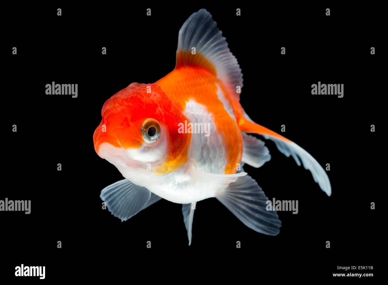 Oranda Goldfish Isolated On Black High Quality Studio Shot Manually