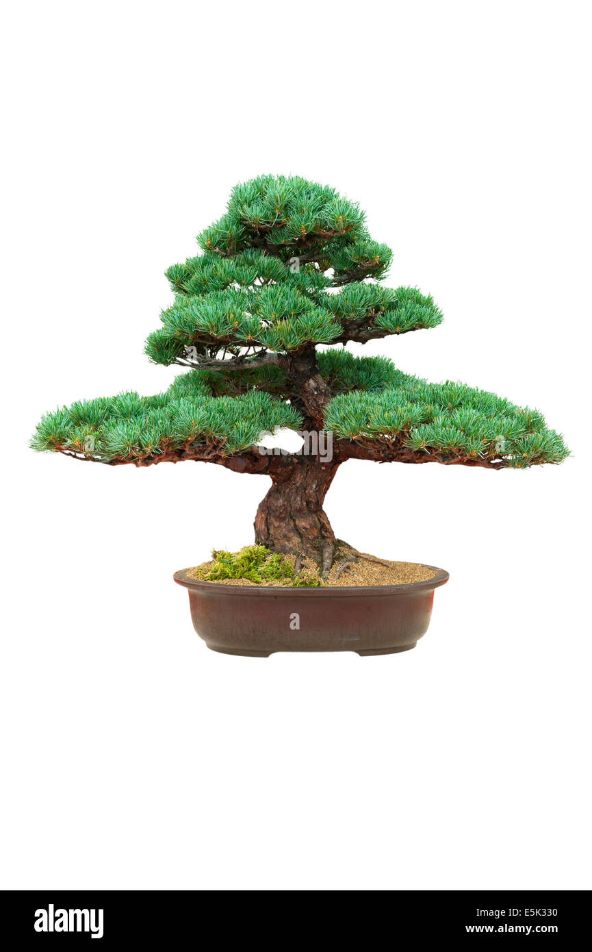 japanese bonsai tree isolated pinus parviflora Stock Photo