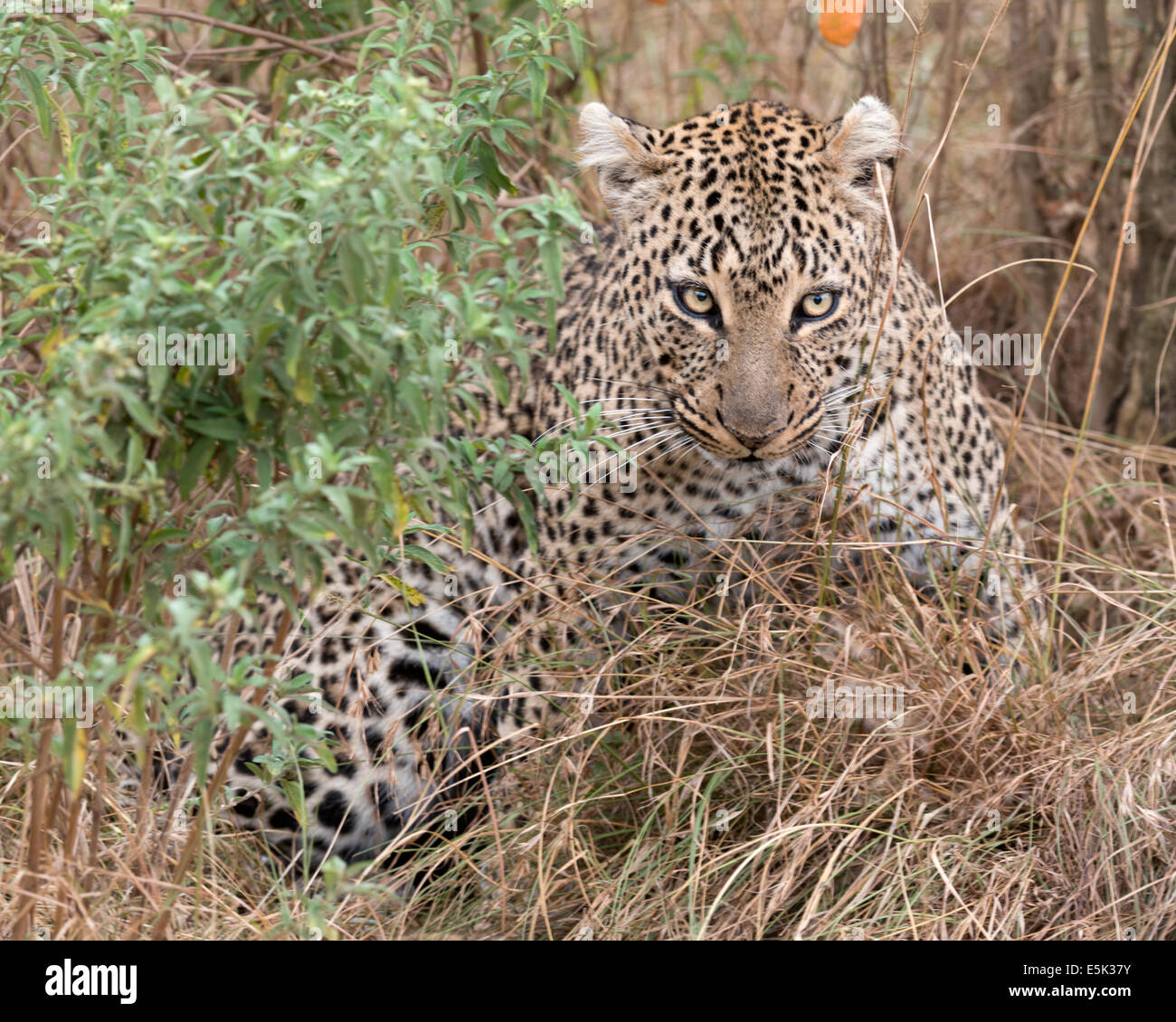 Leopard glare Stock Photo