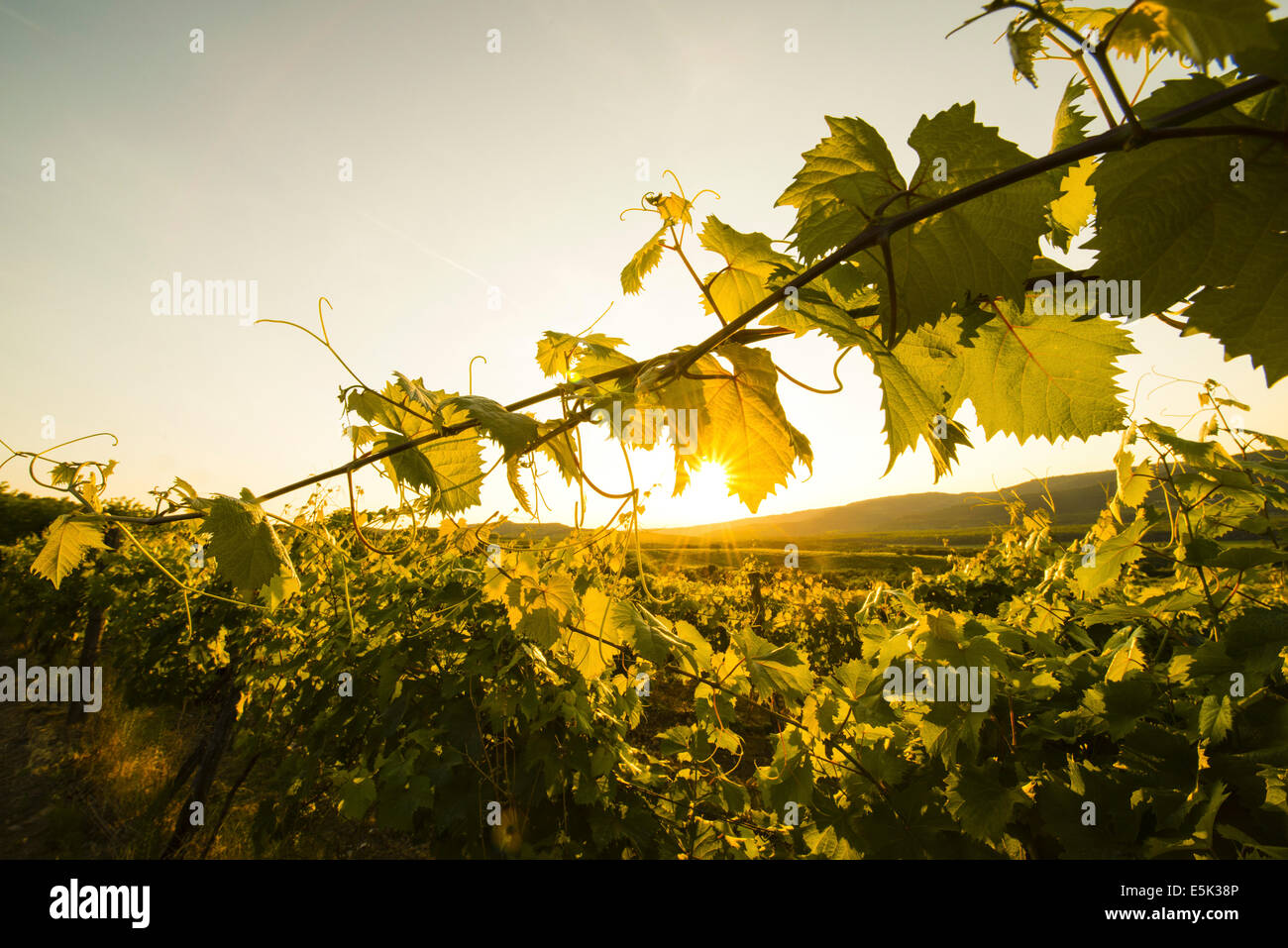 Motovun Istria Croatia Stock Photo - Alamy