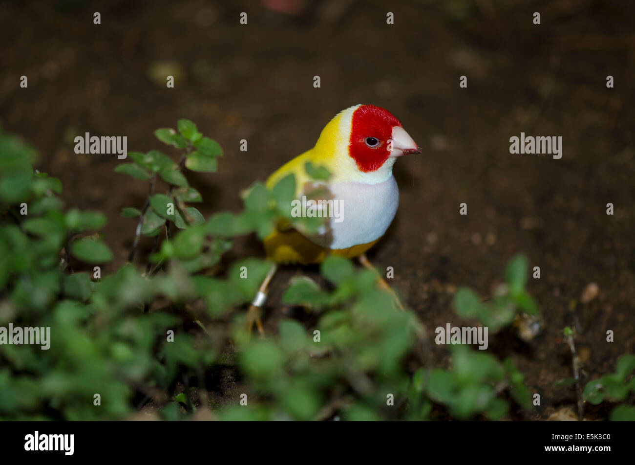 The Gouldian finch (Erythrura gouldiae), also known as the Lady Gouldian finch, Gould's finch or the rainbow finch. Stock Photo