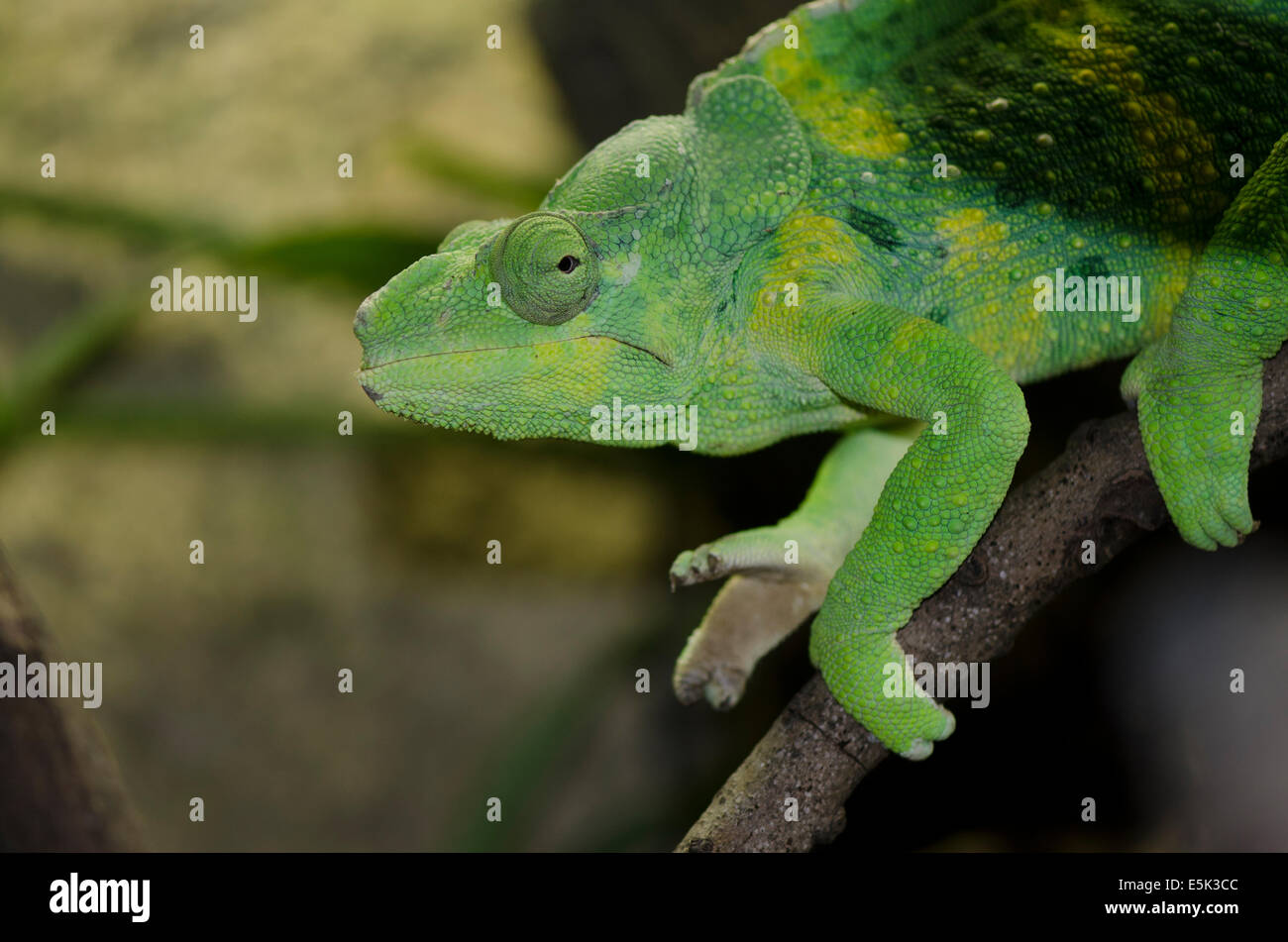 Meller's Chameleon, Chamaeleo trioceros melleri at the Butterfly Park, Benalmadena, Costa del sol. Spain. Stock Photo