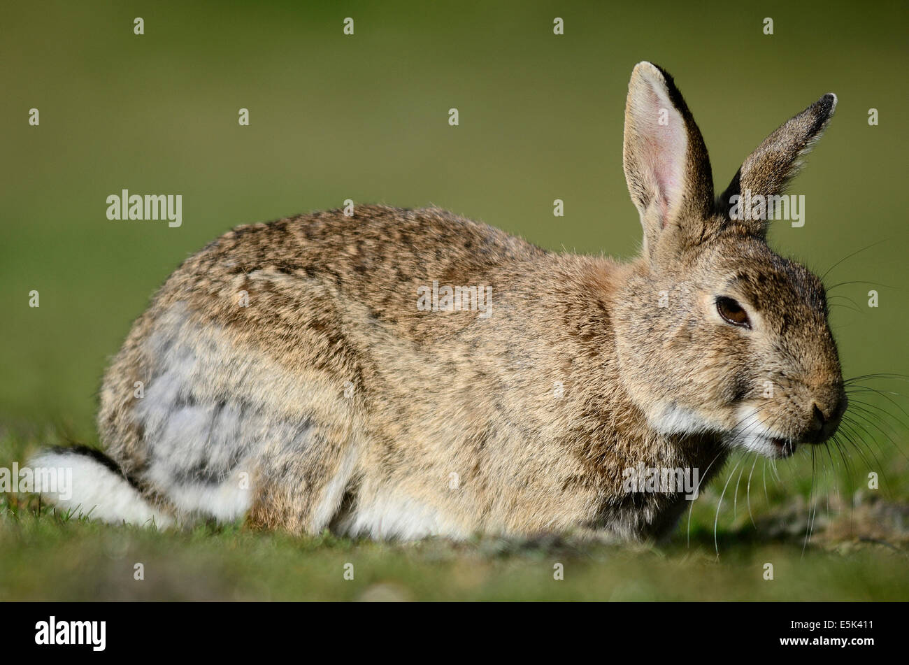 Sleepy Bunny Rabbit High Resolution Stock Photography and Images - Alamy