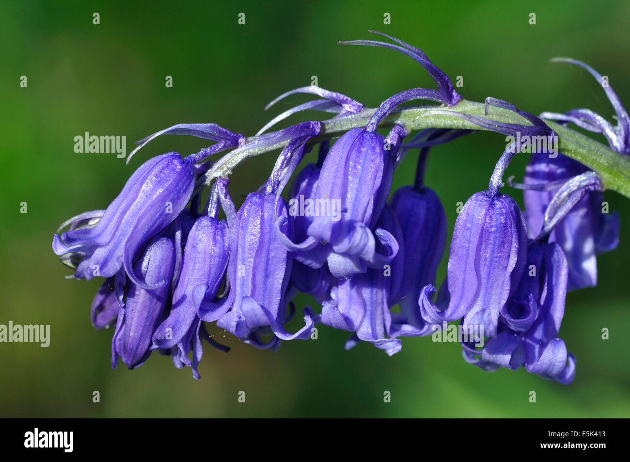 A bluebell flower UK Stock Photo