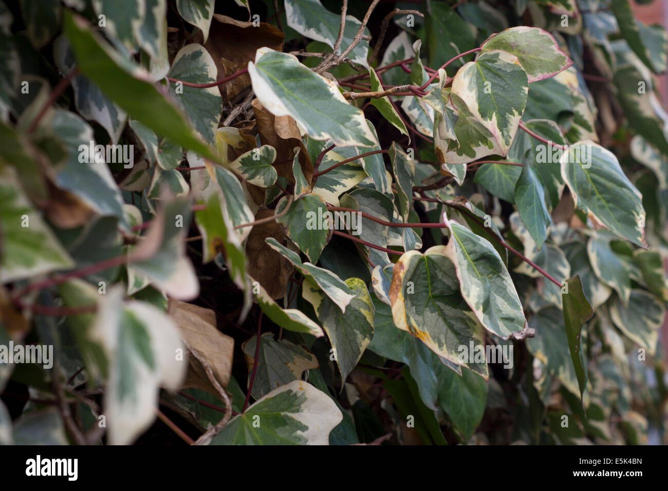 Hosta Leaves that have white or cream edges on the leaves Stock Photo