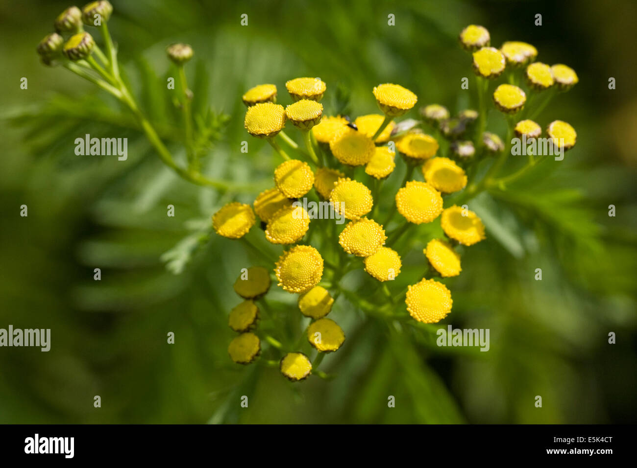 Tanacetum vulgare. Tansy flowers. Stock Photo