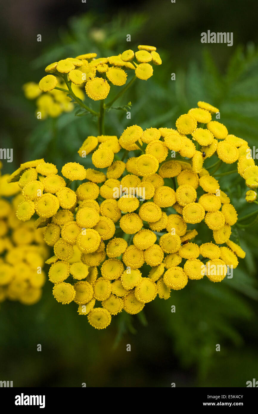 Tanacetum vulgare. Tansy flowers. Stock Photo