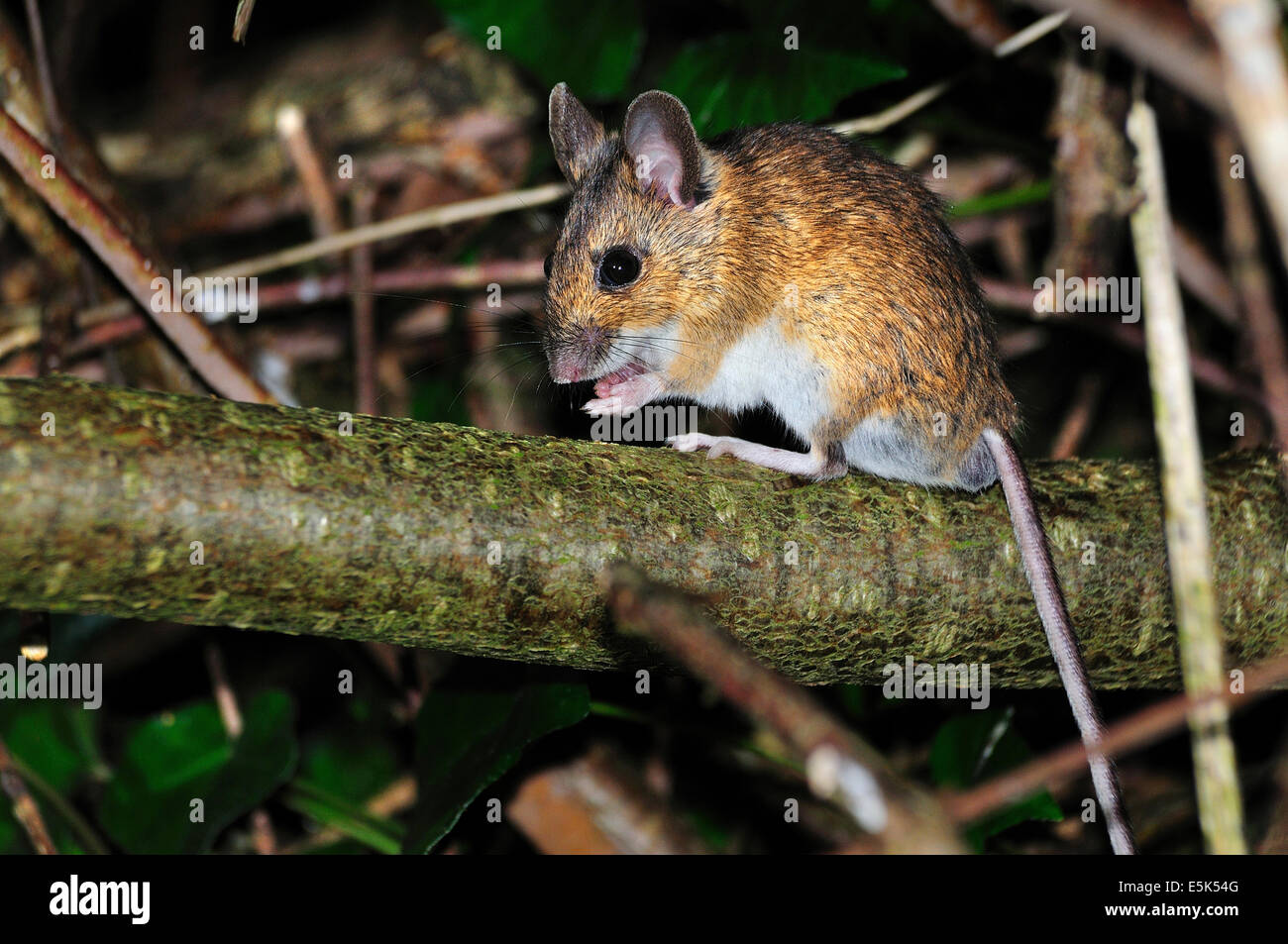 One woodmouse sitting on a branch in a hedge UK Stock Photo