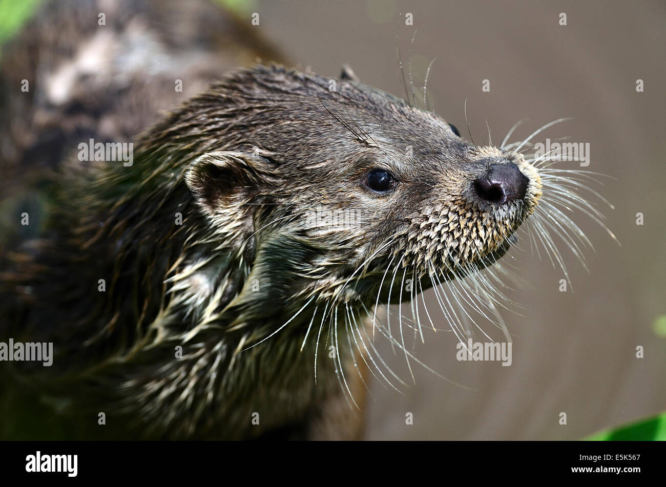 Close up of otter face UK Stock Photo