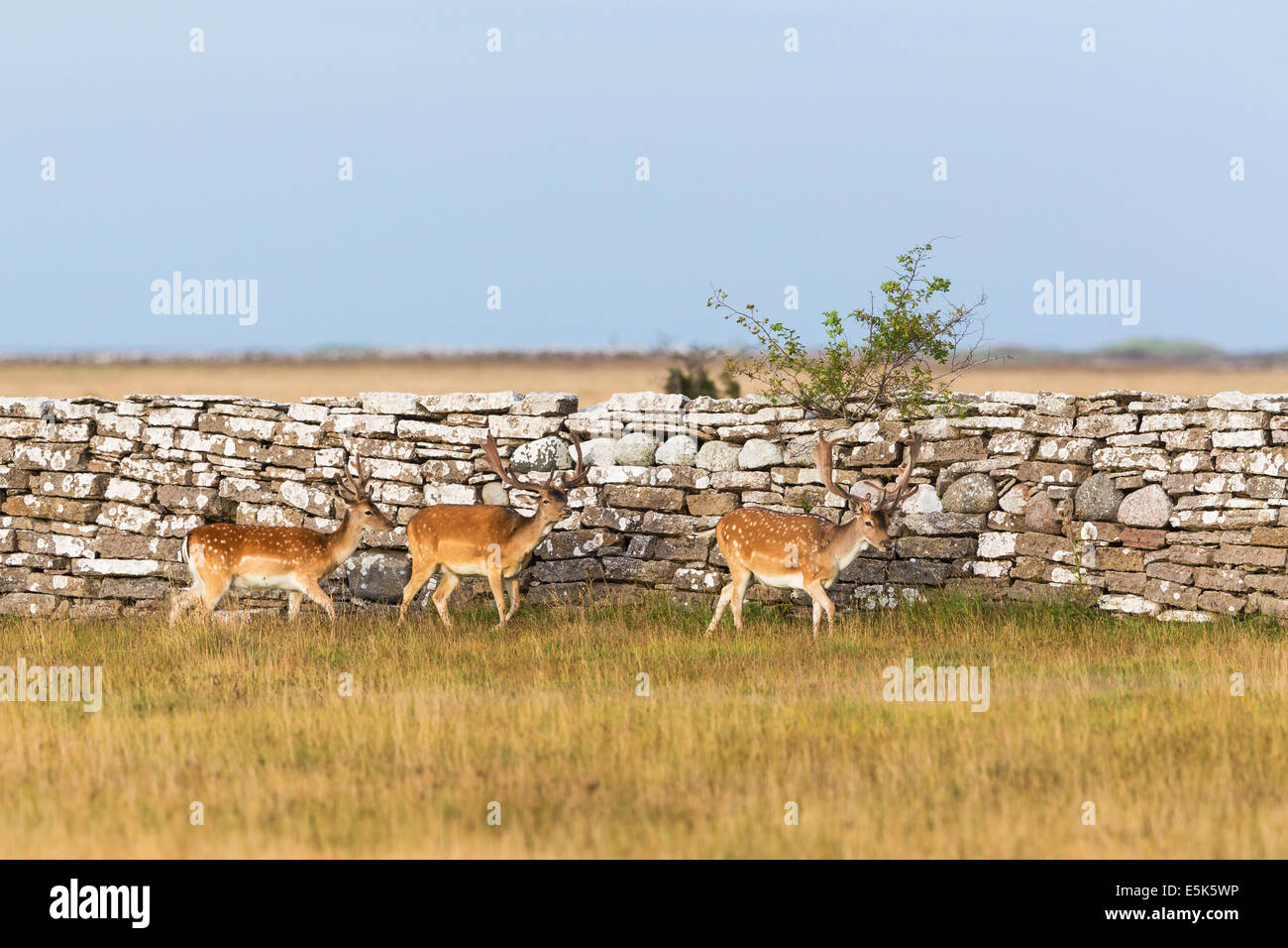 Fallow deer  bucks walking at a stone wall Stock Photo