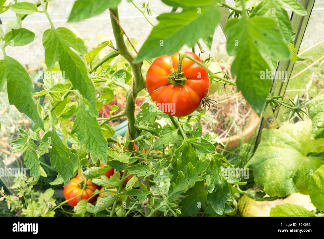 Home grown beefsteak tomatoes, in a greenhouse Stock Photo Alamy