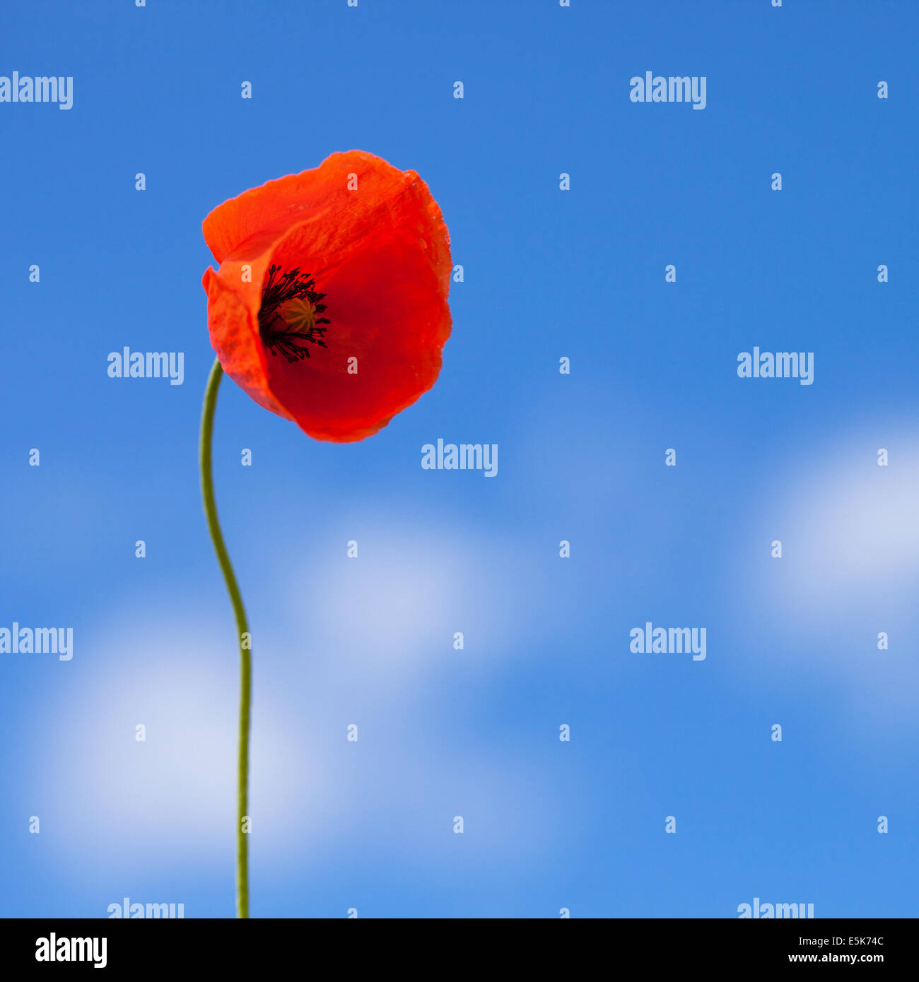 Single flower of wild red poppy on blue sky background with focus on ...