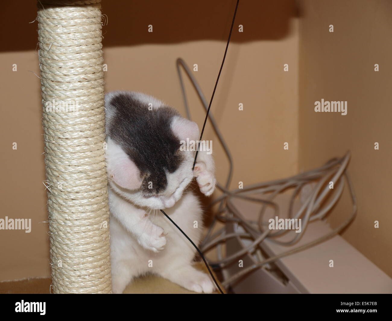 Kung fu fighting hires stock photography and images Alamy