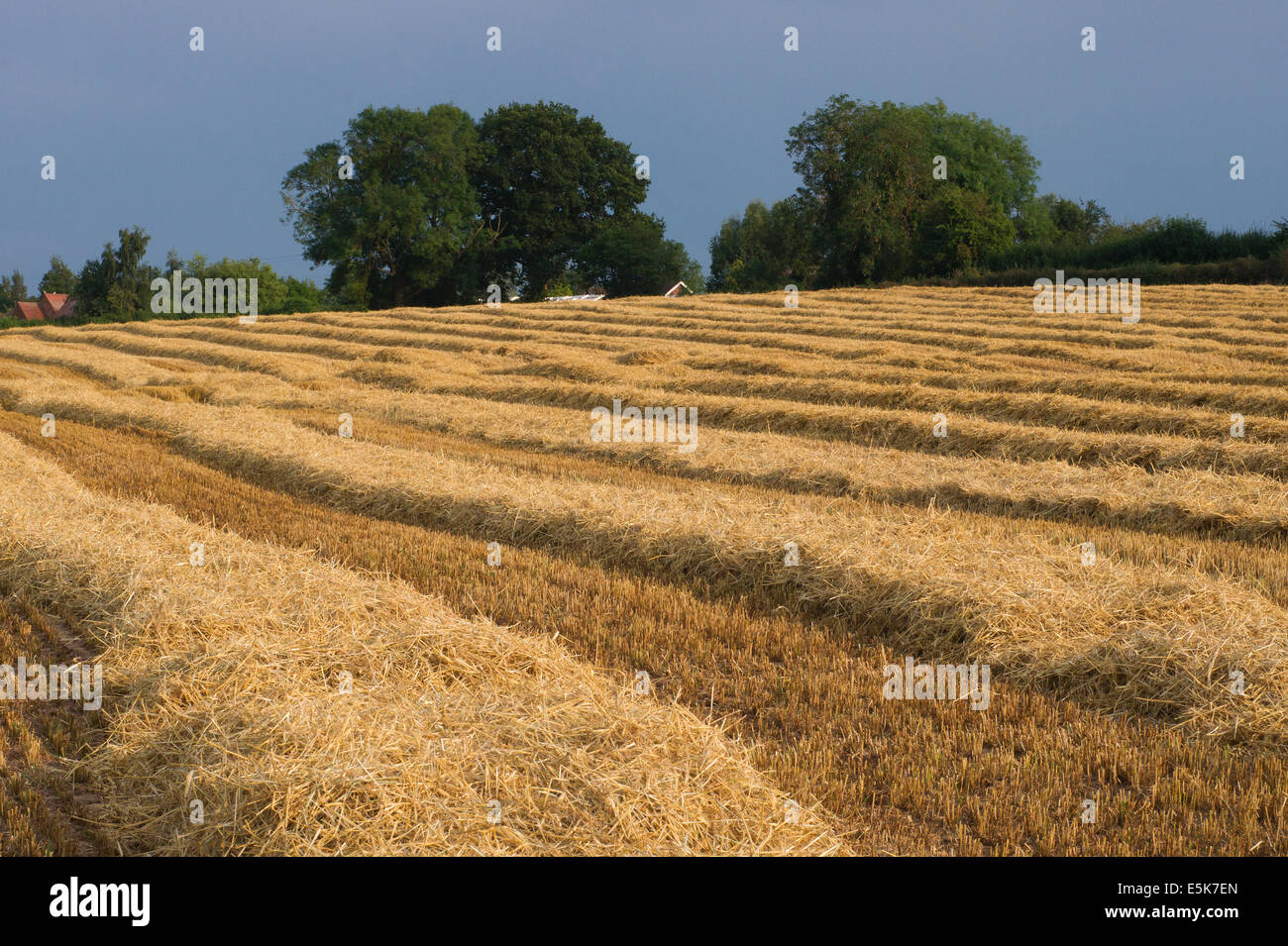 Windrows of straw Stock Photo