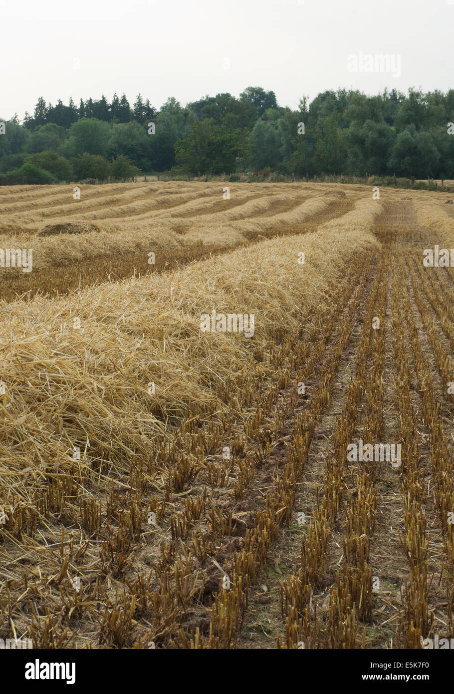 Windrows of straw Stock Photo