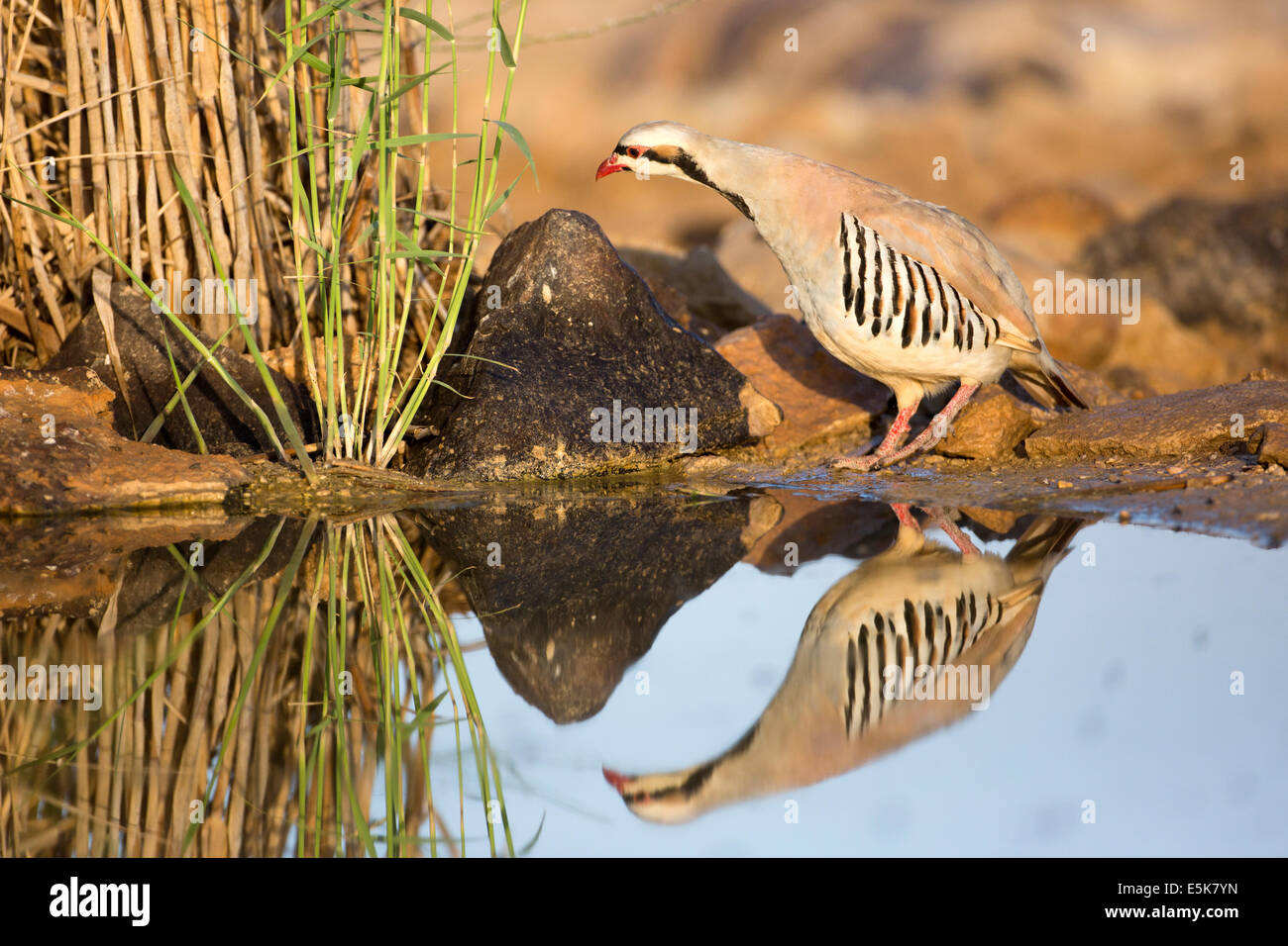 Chukar Partridge or Chukar (Alectoris chukar) Photographed in Israel, Near a water pool Negev desert Stock Photo