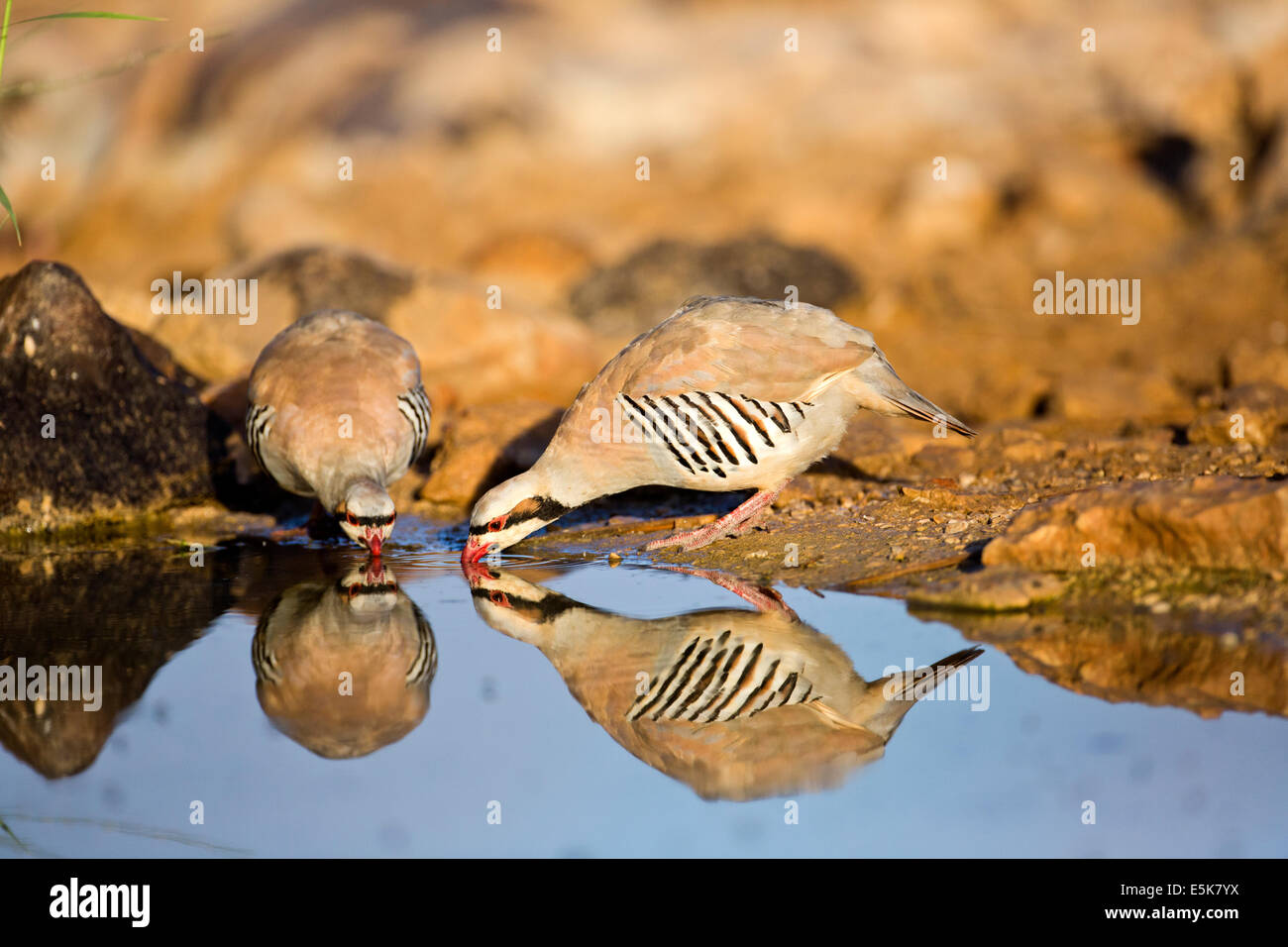 Chukar Partridge or Chukar (Alectoris chukar) Photographed in Israel, Near a water pool Negev desert Stock Photo