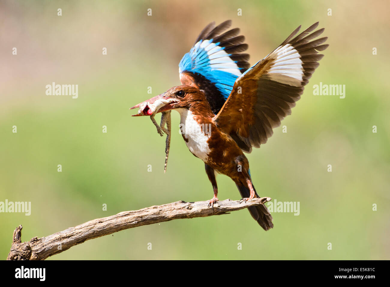 White-throated Kingfisher (Halcyon smyrnensis) with a lizard in its beak, Photographed in Israel Stock Photo