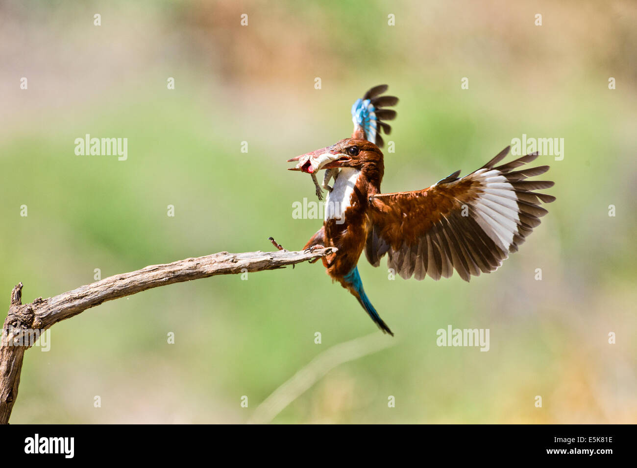 White-throated Kingfisher (Halcyon smyrnensis) with a lizard in its beak, Photographed in Israel Stock Photo