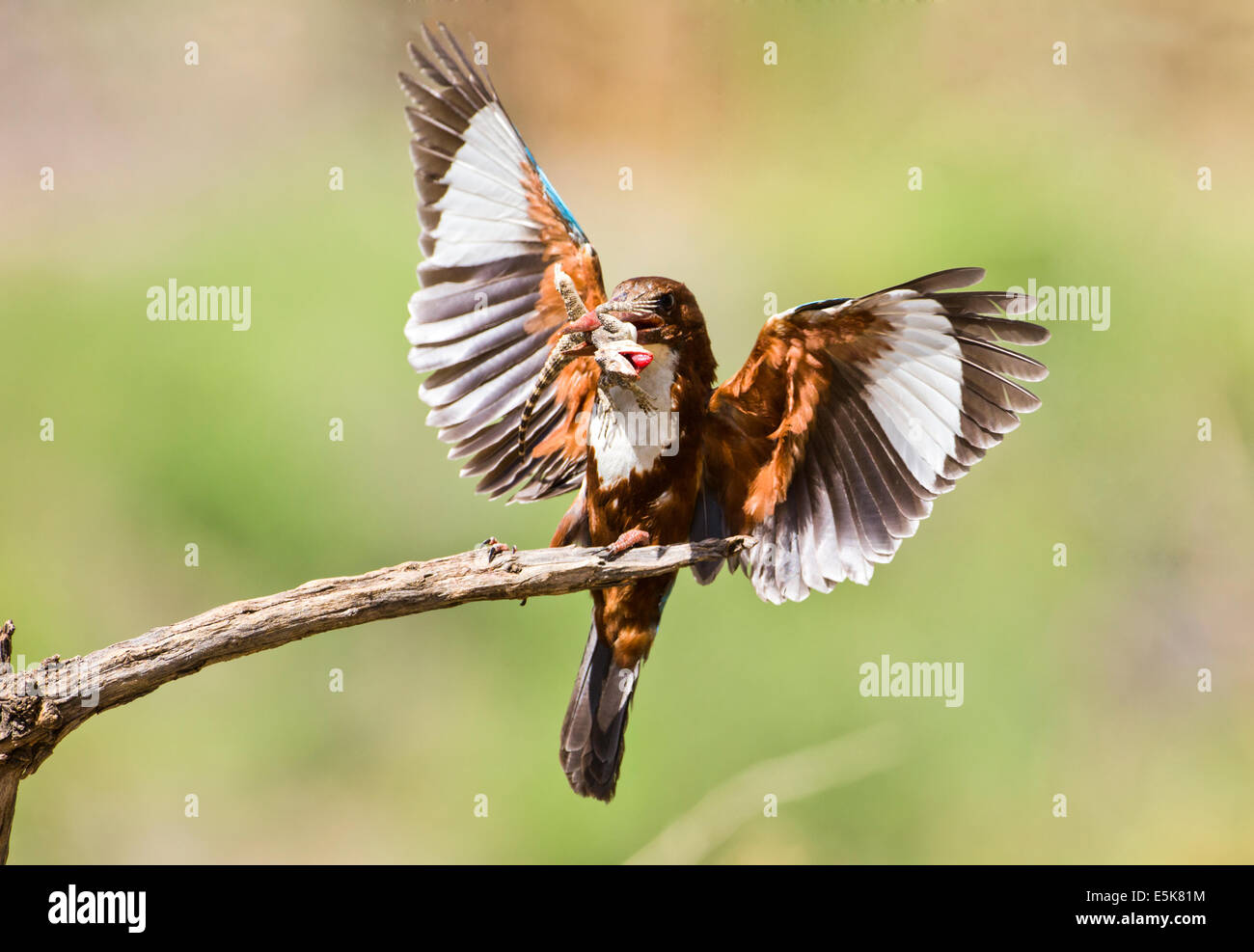 White-throated Kingfisher (Halcyon smyrnensis) with a lizard in its beak, Photographed in Israel Stock Photo