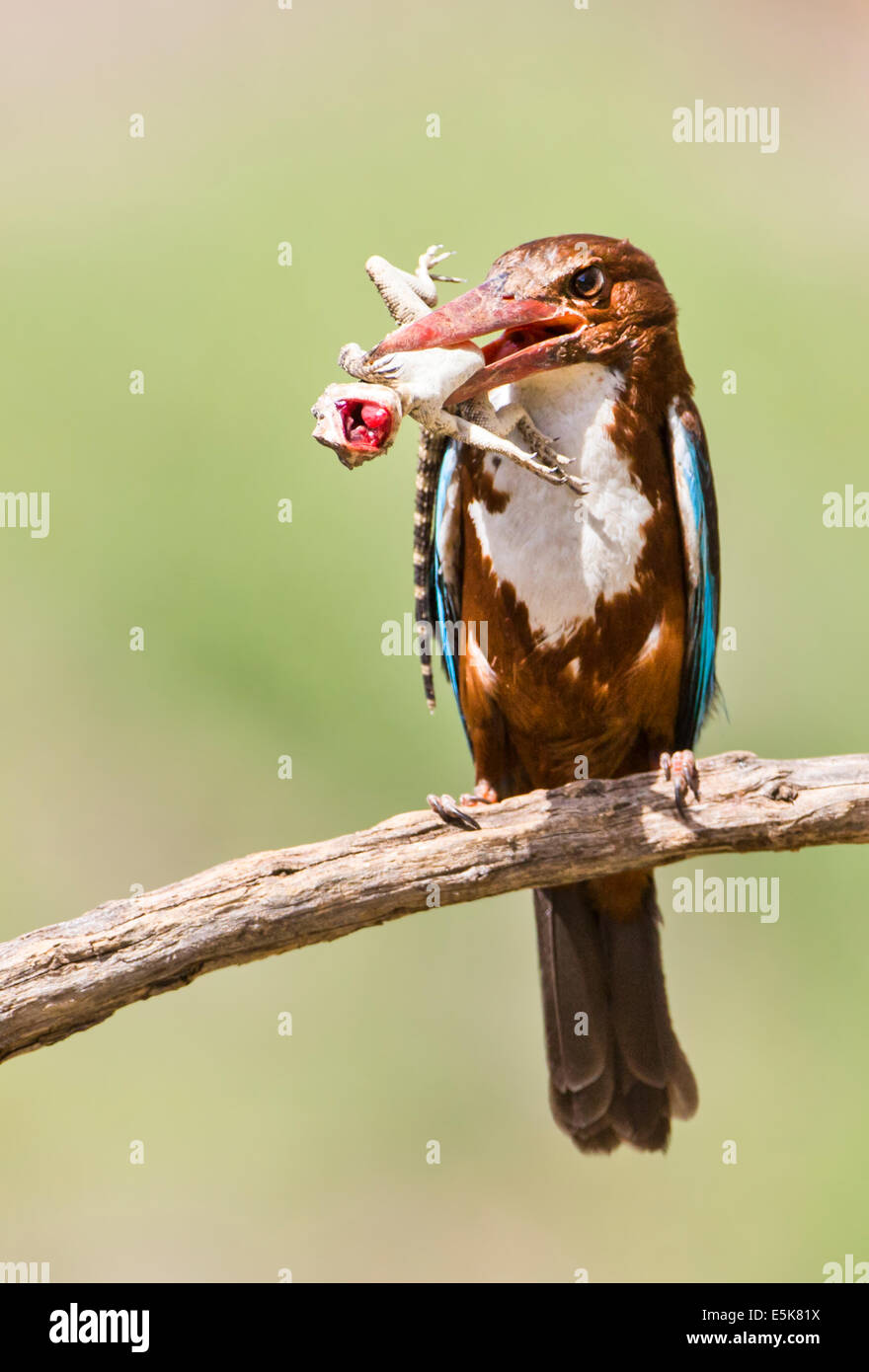 White-throated Kingfisher (Halcyon smyrnensis) with a lizard in its beak, Photographed in Israel Stock Photo