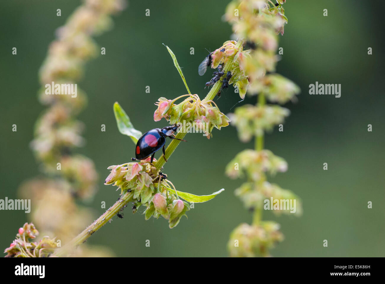 A Harlequin ladybird, Harmonia axyridis, I think, making it's way towards some black Aphids Aphidoidea. Stock Photo