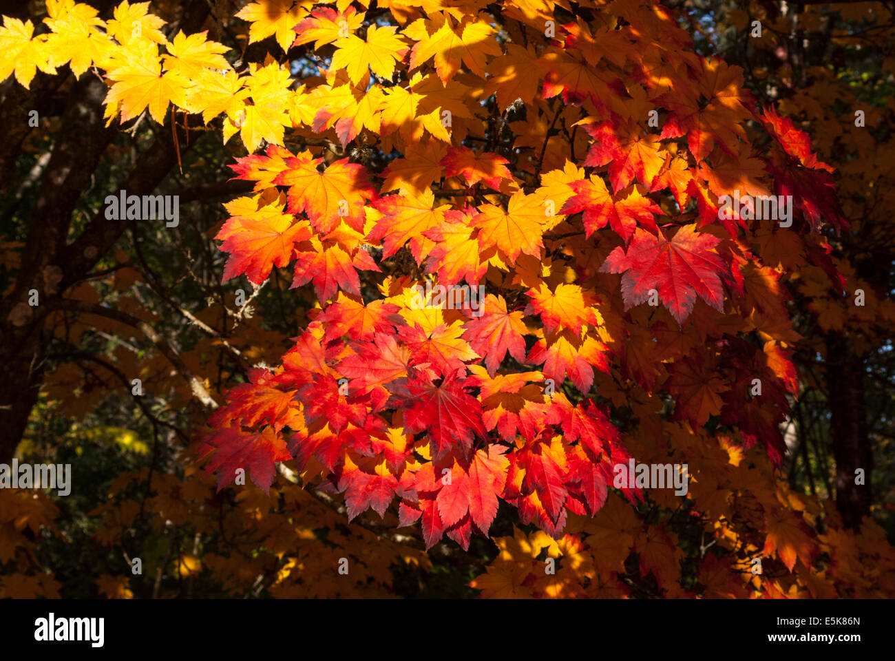 Acers, Aceraceae, in autumn colour, caught by a shaft of sunlight. Stock Photo