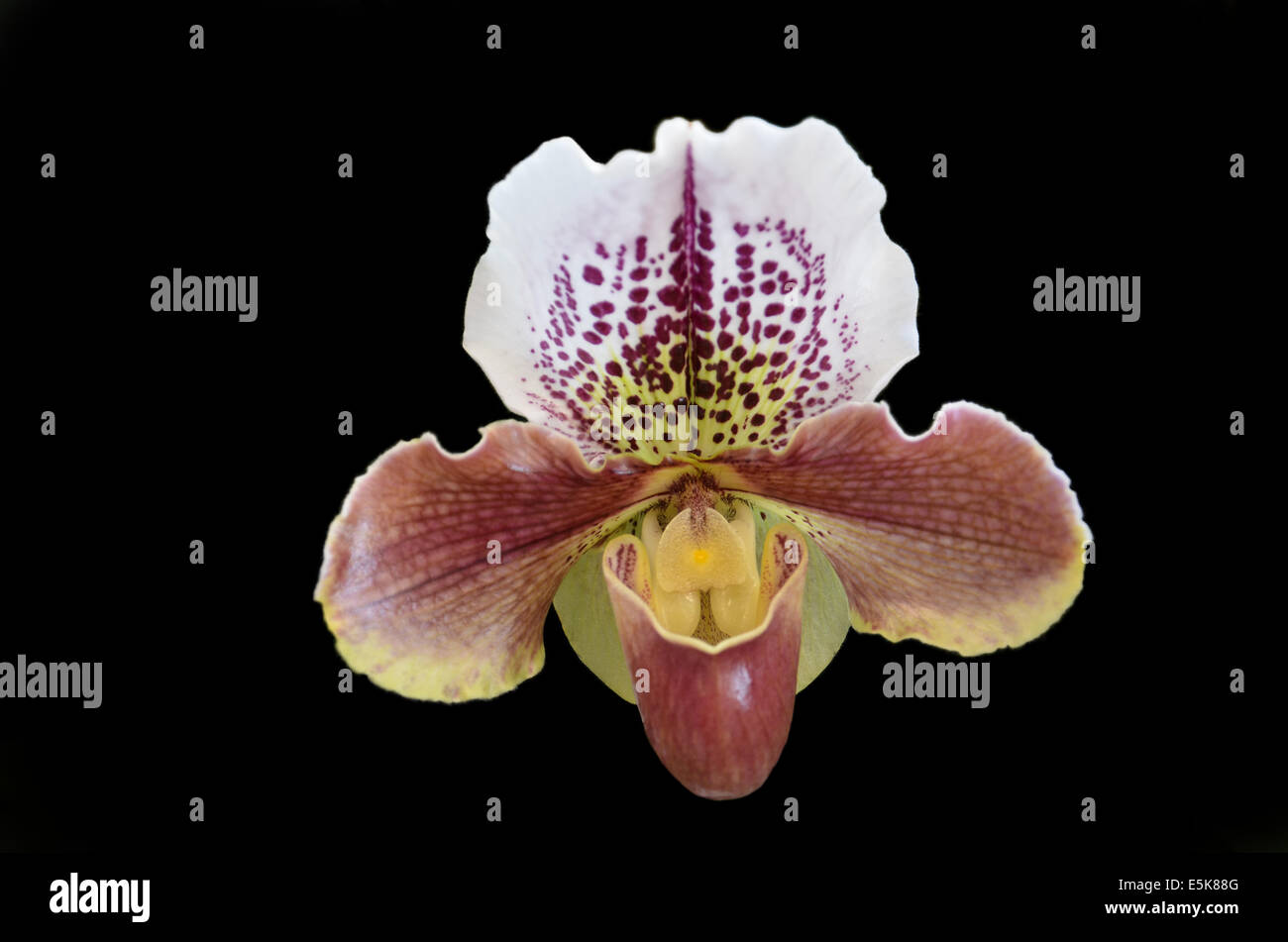 orchid Paphiopedilum havana spice isolated with black background Stock Photo