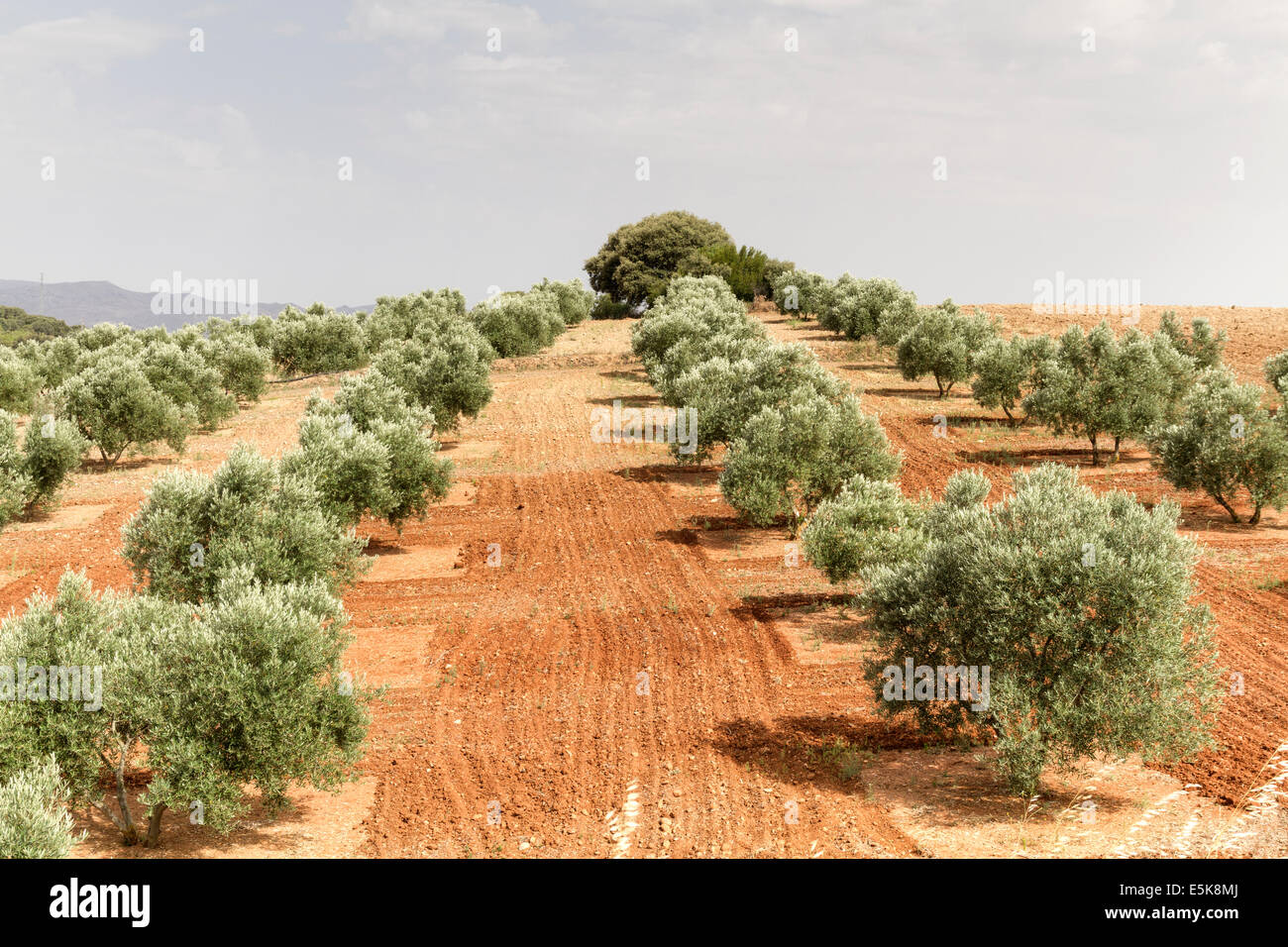Rows of Olive trees growing in southern Spain Stock Photo Alamy