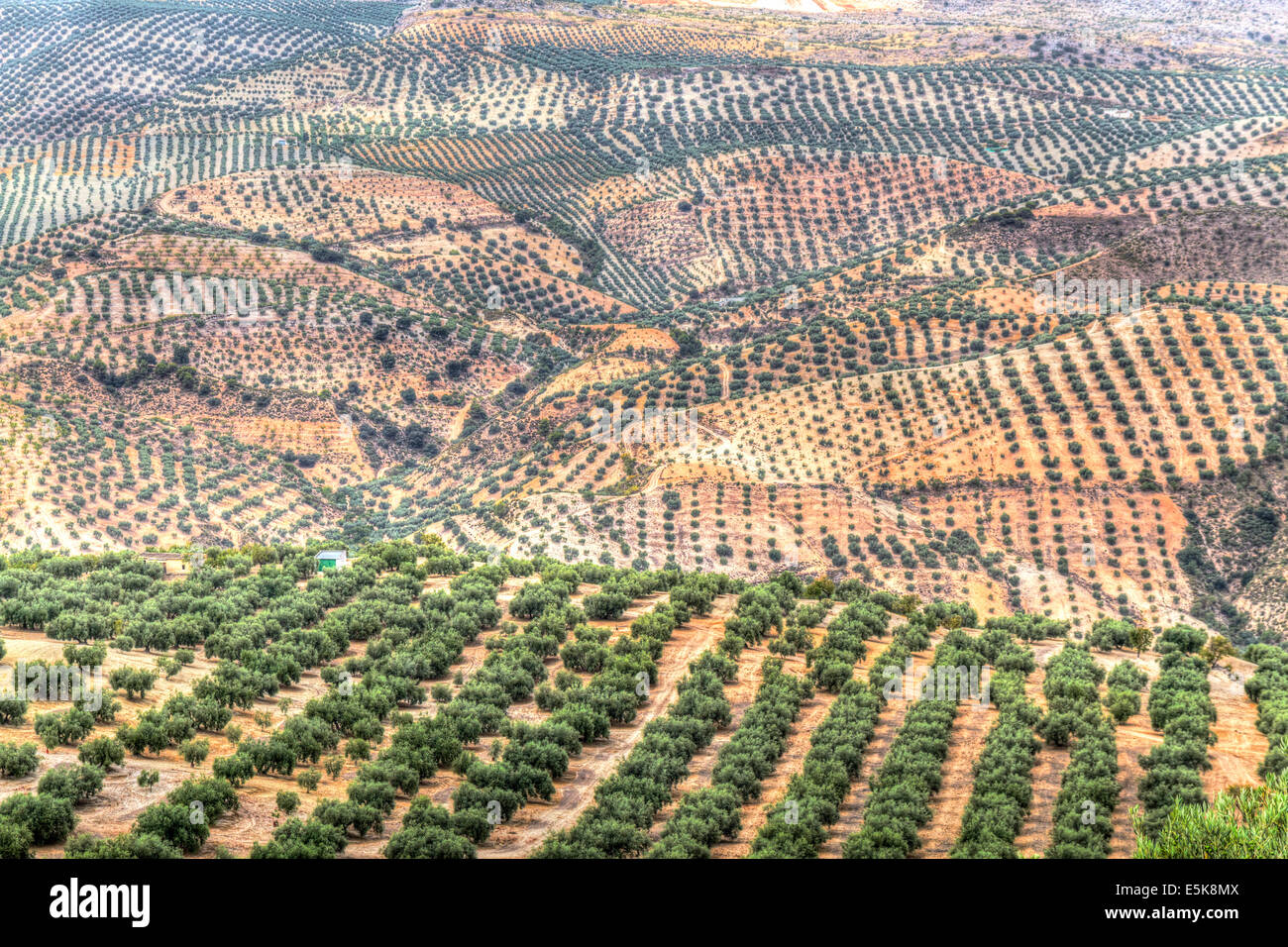 Olive trees spain hires stock photography and images Alamy