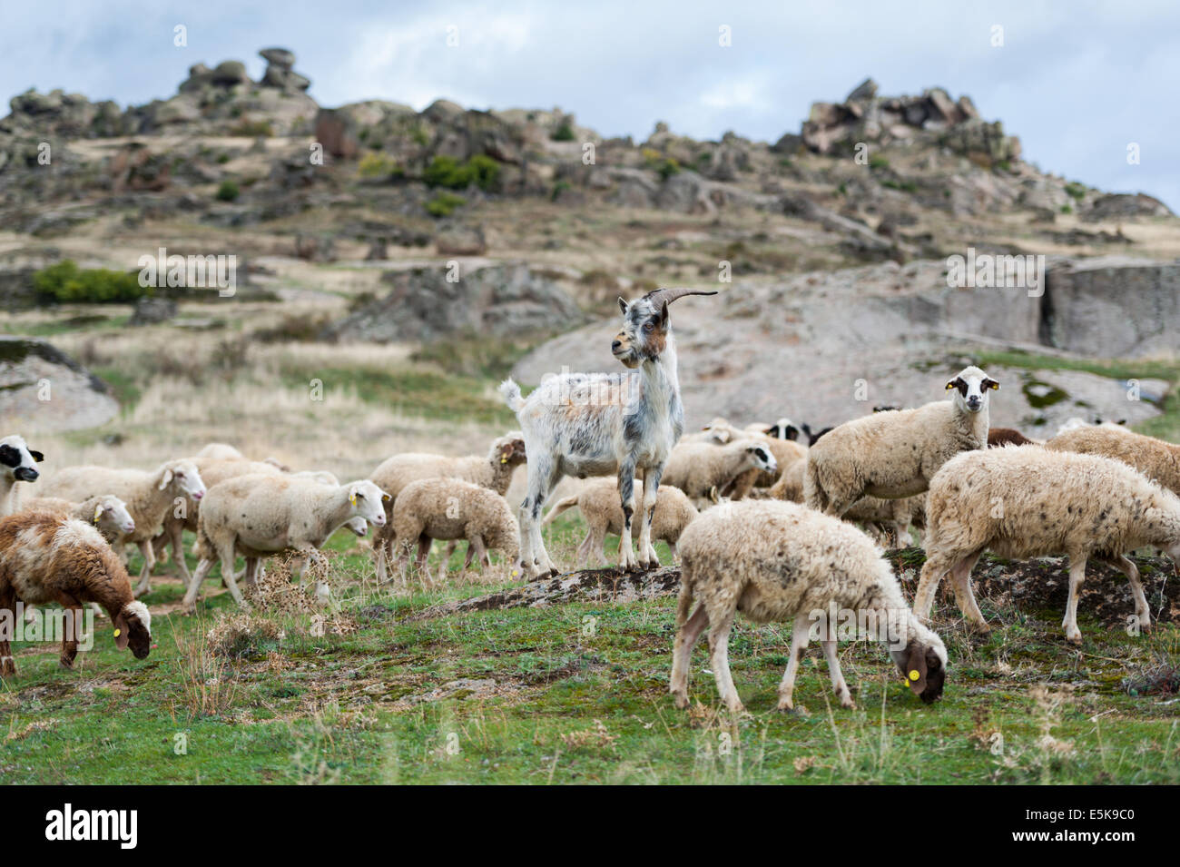 Goats and sheep grazing Stock Photo - Alamy