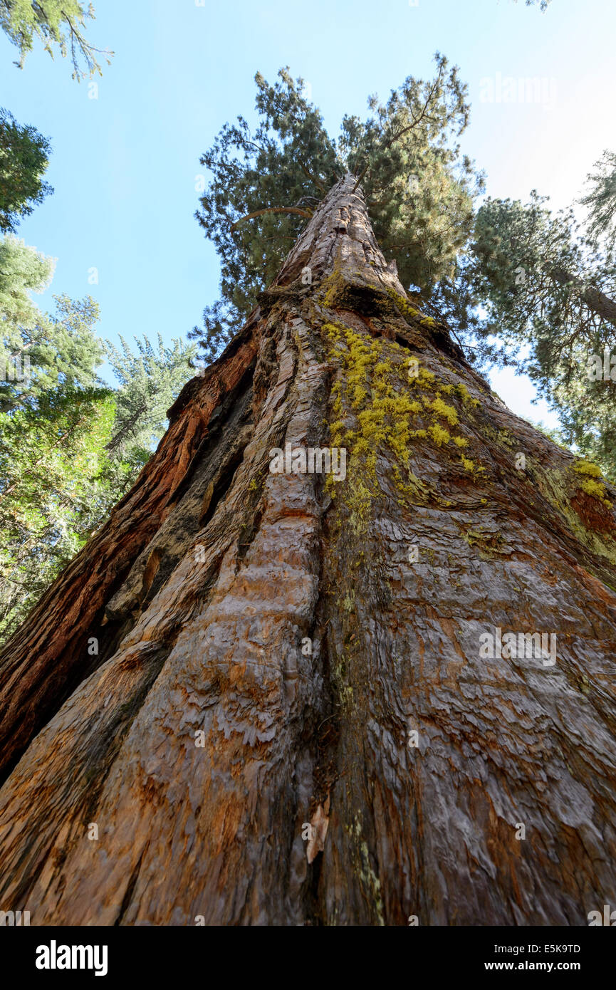 Giant Sequoia Tree in Mariposa Grove, Yosemite National Park Stock Photo