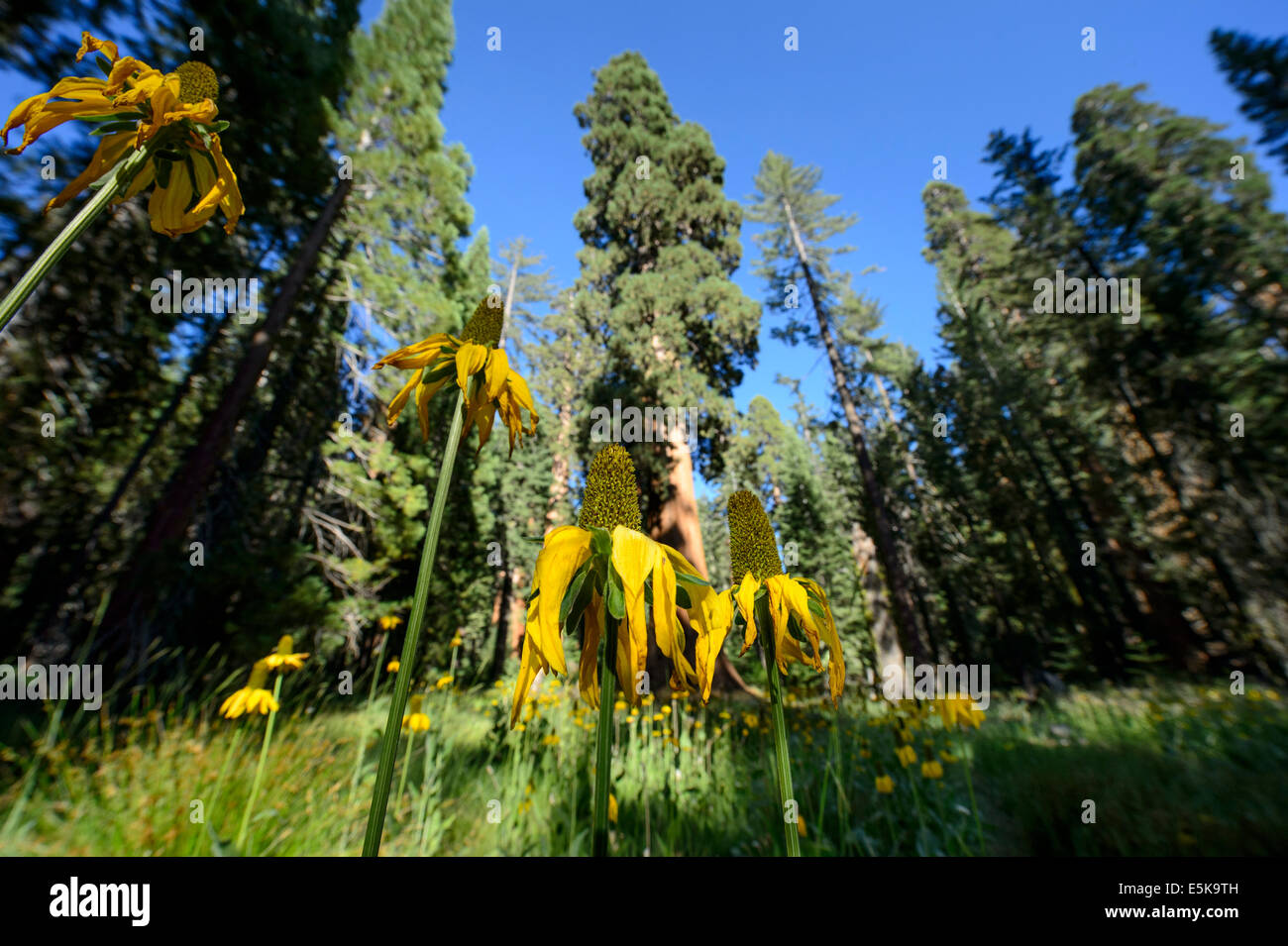 Cone flowers in the Mariposa Grove of Giant Sequoia Trees, Yosemite National Park Stock Photo