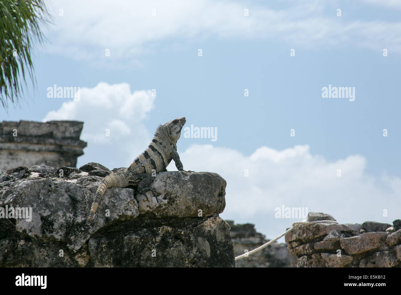Iguana sunning on a rock wall at Tulum, Mexico. Stock Photo