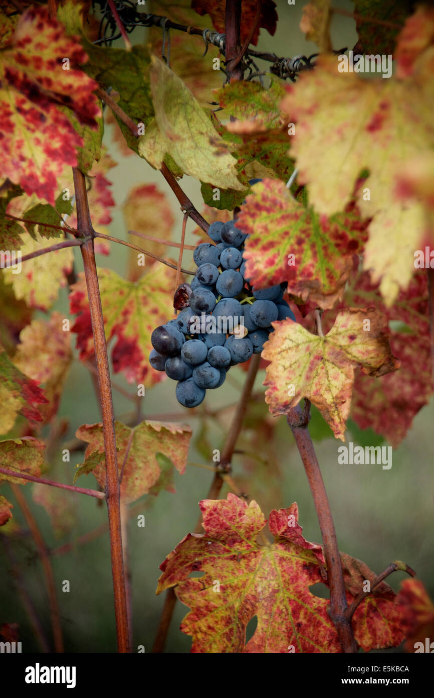 Vineyard in Monferrato, Italy Stock Photo