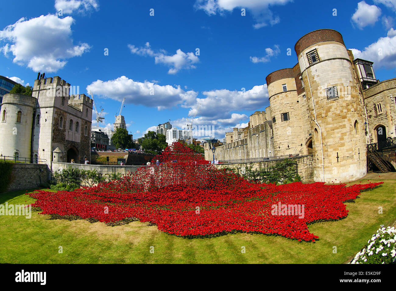 London, UK. 3rd August 2014. A sea of red ceramic poppies fill the moat of the Tower of London to commemorate the fallen of  WWI ahead of the 100th anniversary of the First World War in London, England.The artwork,  Blood Swept Lands and Seas of Red by Paul Cummins features thousands of ceramic poppies pouring into the moat will officially be unveiled on 5th August. Credit:  Paul Brown/Alamy Live News Stock Photo