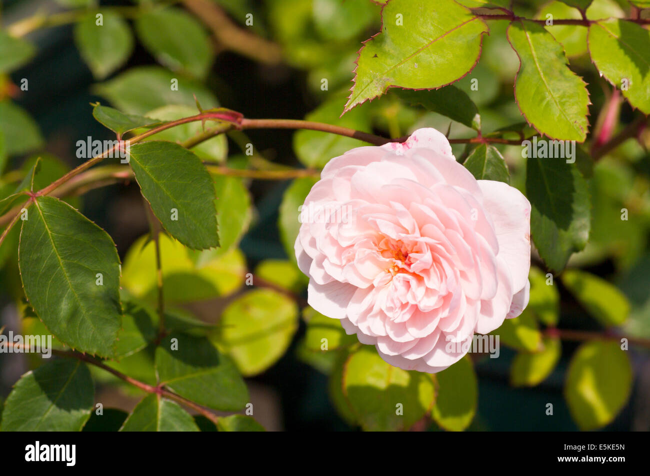 Pink English Shrub Roses Pale Pink English Shrub Rose