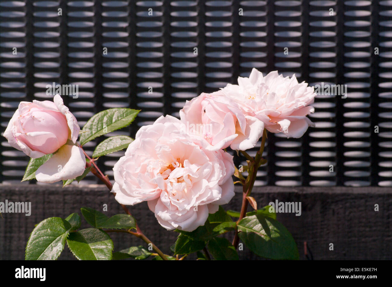 Climbing rose hires stock photography and images Alamy