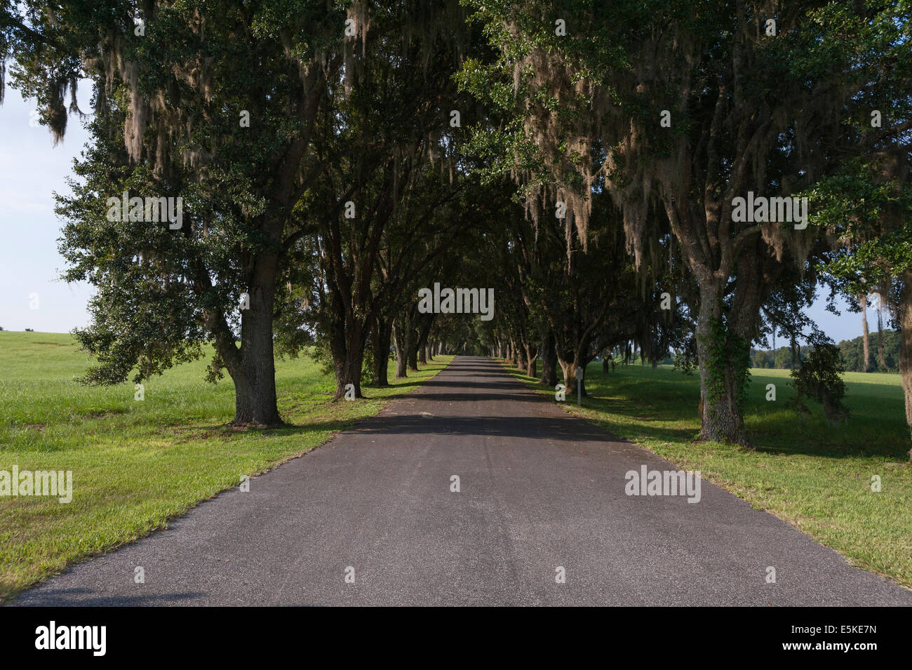 A senic driveway in Ocala, Florida USA Stock Photo