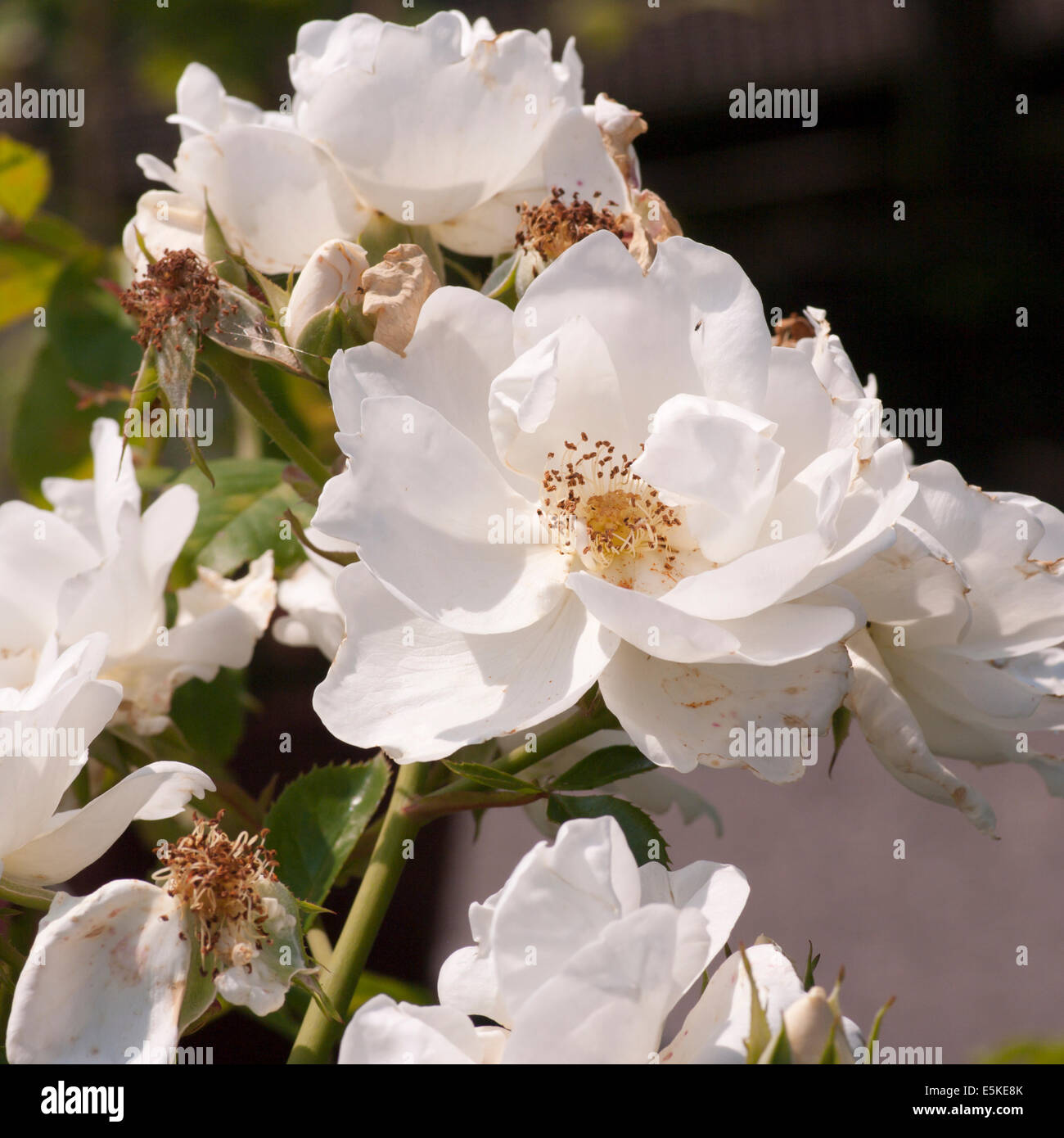 White Climbing Rose 'White Star' Stock Photo
