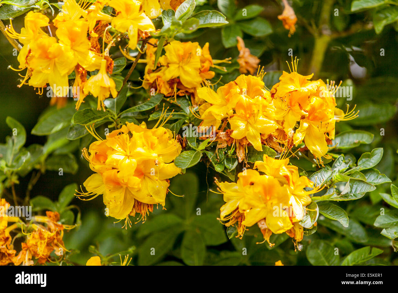 rhododendron bush yellow flower hi-res stock photography and