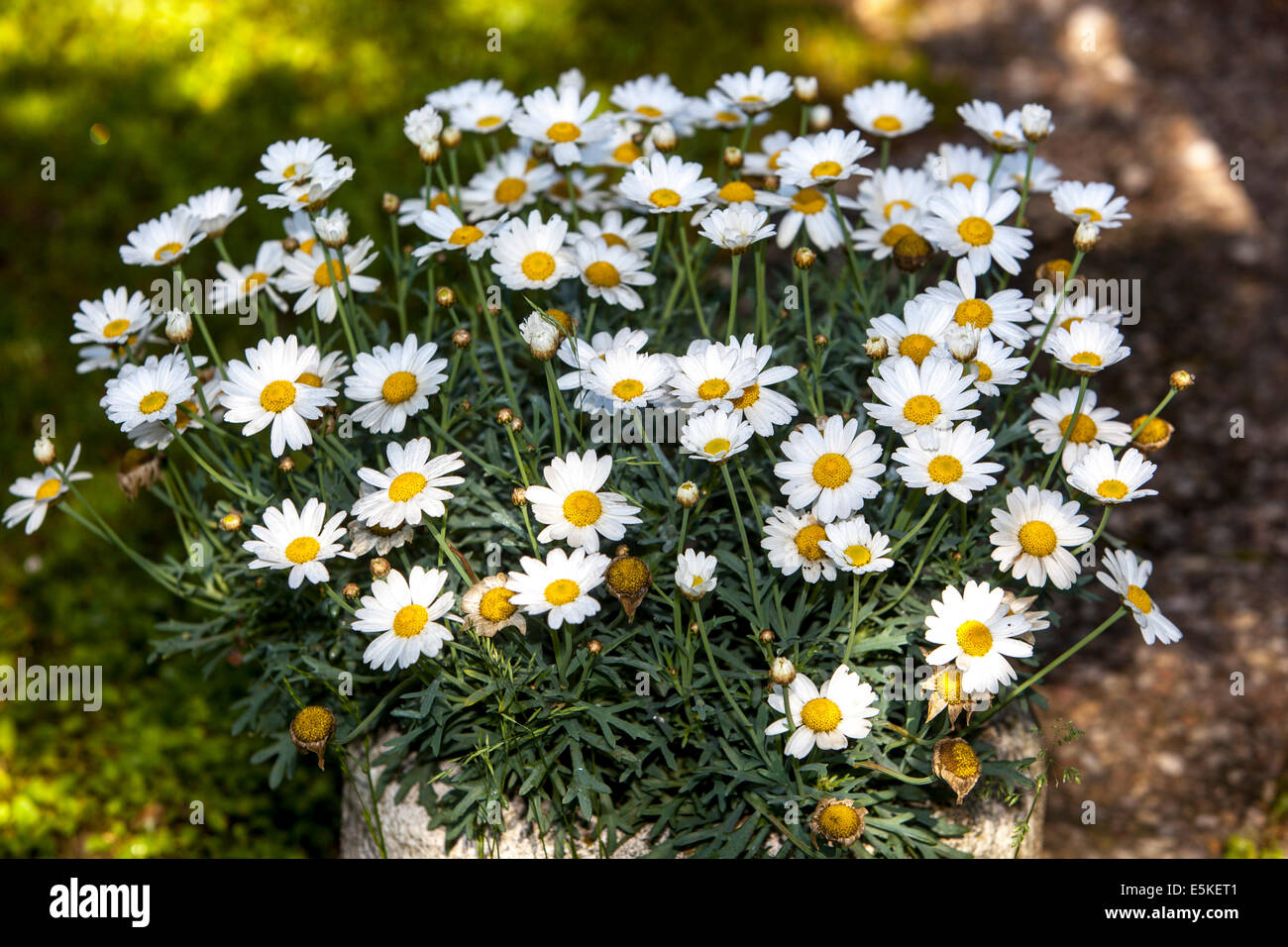 daisies in container Stock Photo Alamy