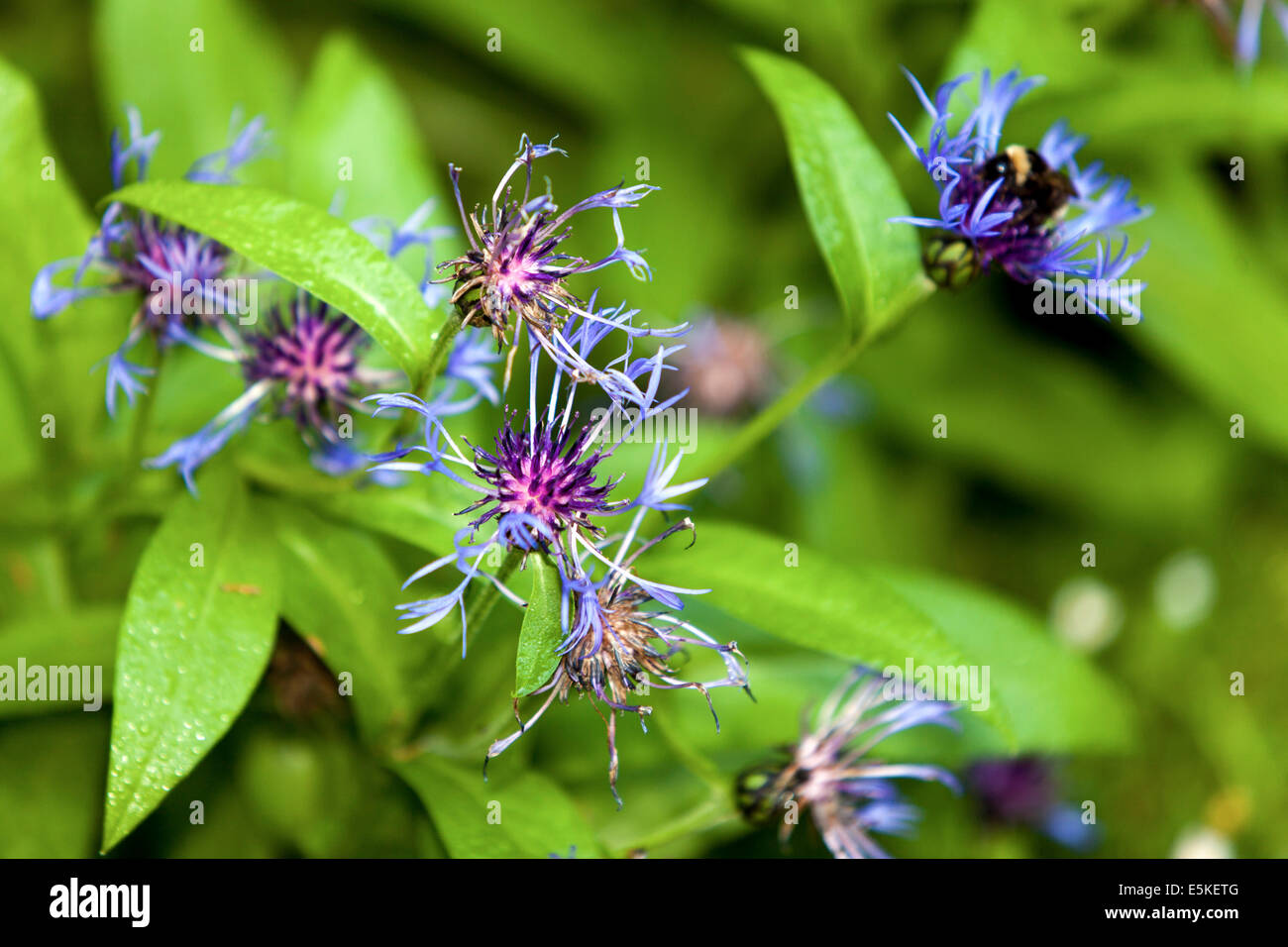 Variegated cornflower hires stock photography and images Alamy