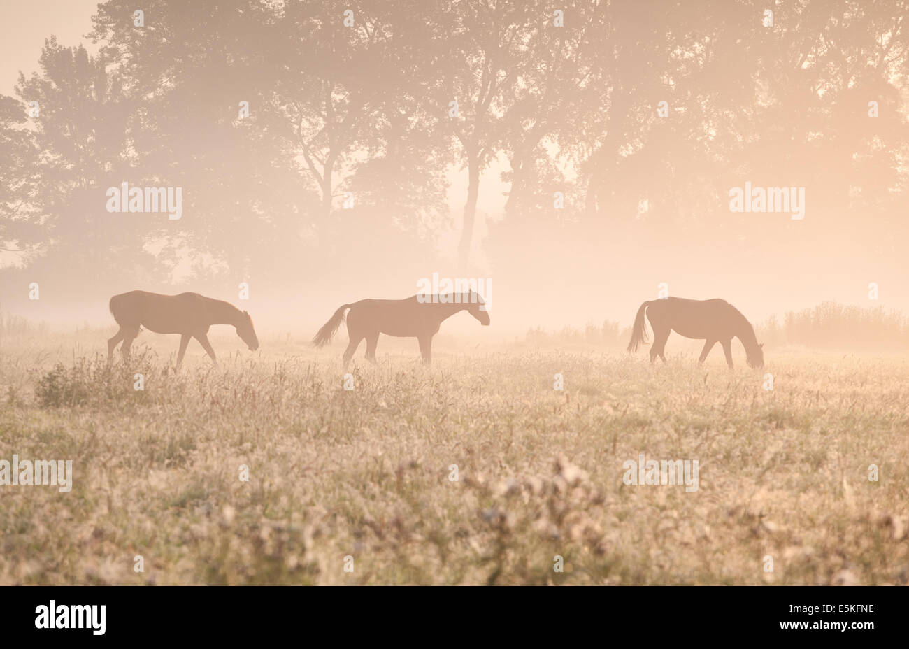 horses in sunshine and fog on pasture Stock Photo