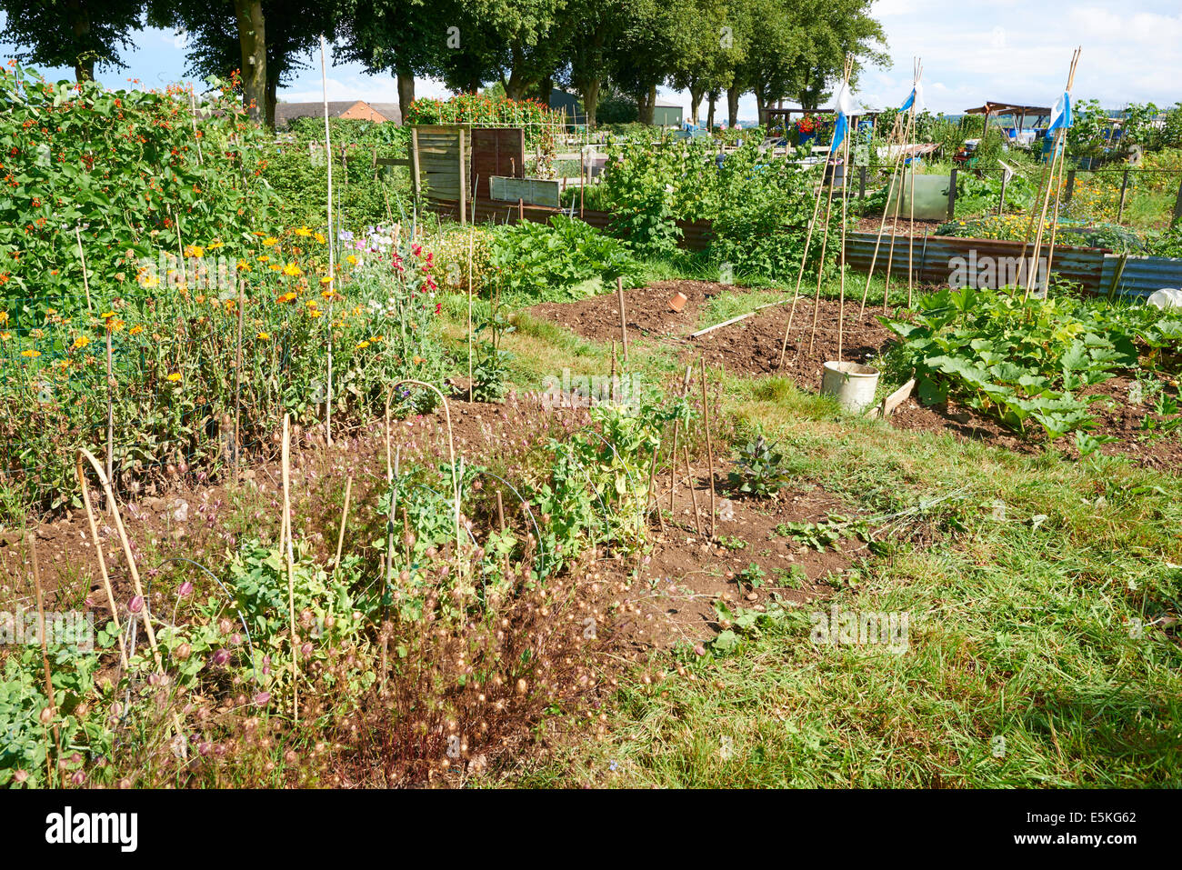 Small Allotment Ashlawn Road Rugby Warwickshire UK Stock Photo