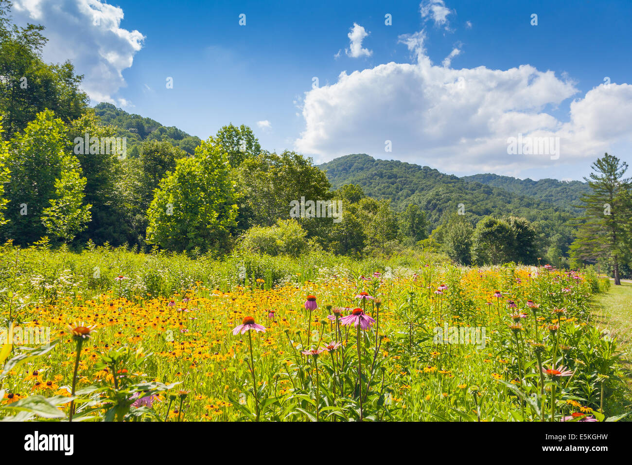 Wildflowers growing at Roan Mountain State Park Stock Photo Alamy