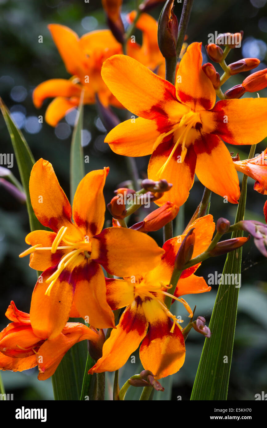 Crocosmia emily hi-res stock photography and images - Alamy