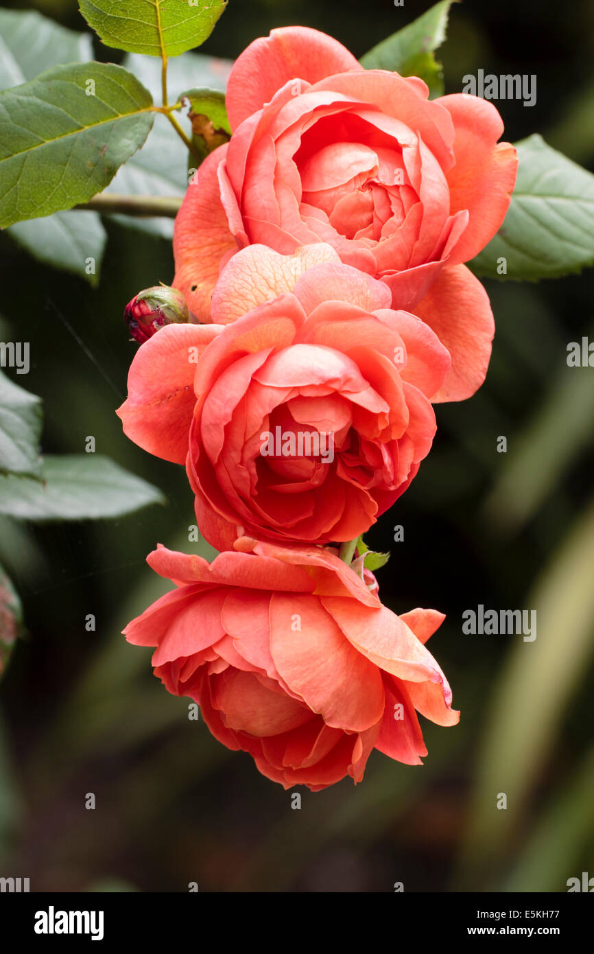 English rose, 'Summer Song' in a Plymouth garden Stock Photo