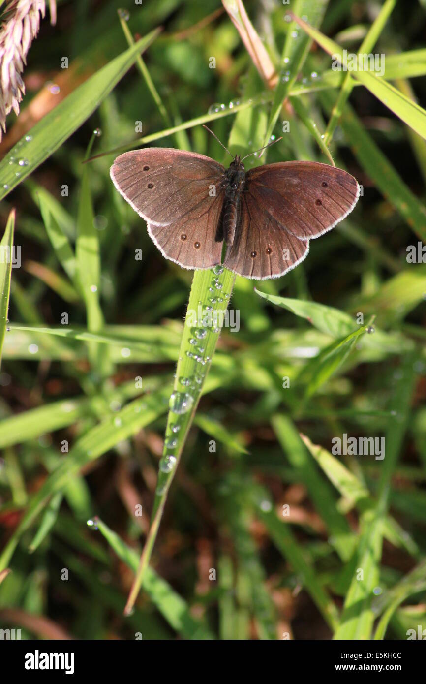 Ringlet and dew drops Stock Photo